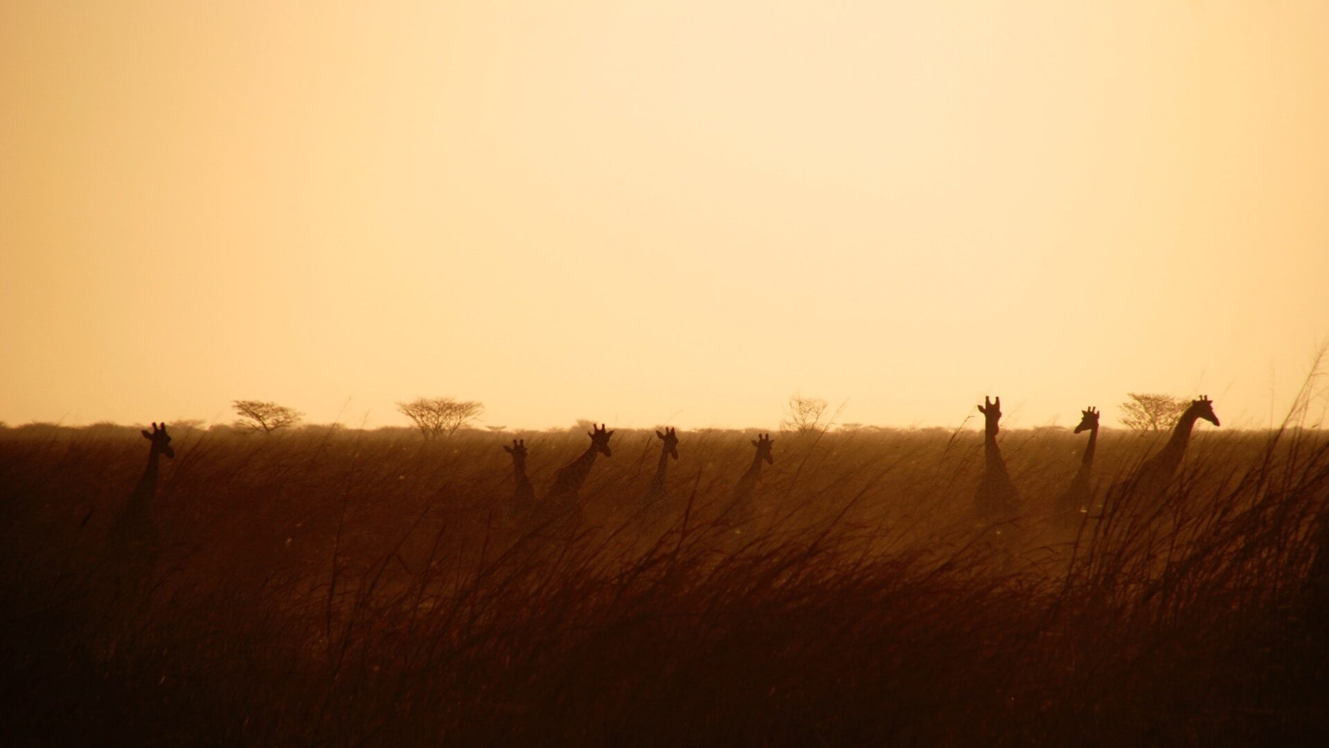 ONG - AGIR - NIGER